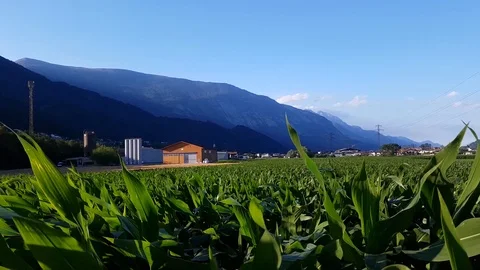 Corn field in front of a farm in the storm Stock Footage 91804471