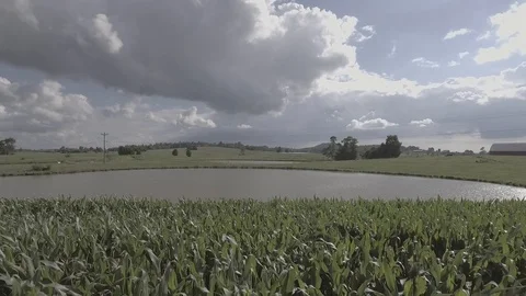 Corn Field in front of a Pond on a Kentucky Farm 1 스톡 동영상 97205040