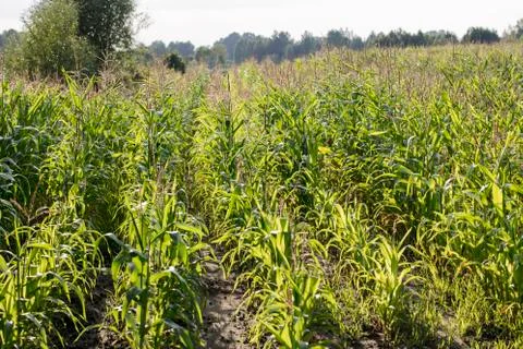 Corn field, front view Stock Photos