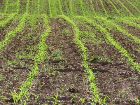 Corn field germinating Stock Photos