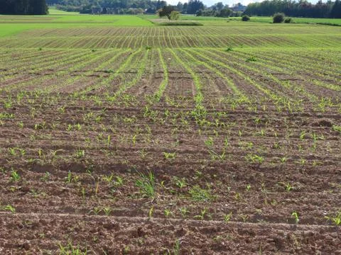 Corn field germinating Stock Photos
