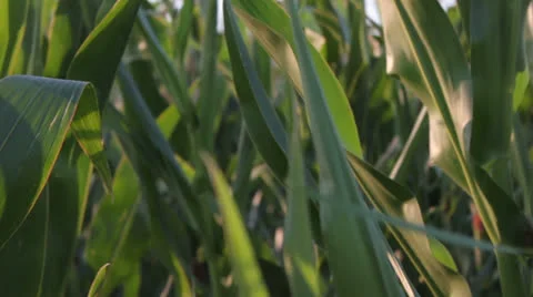 Corn field [glidecam] _11 Stock Footage 27043954