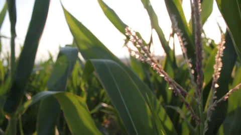 Corn field [glidecam] _14 Stock Footage 27044317