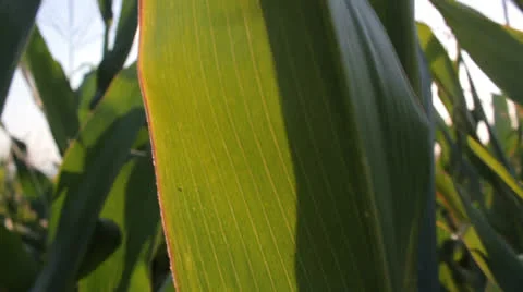 Corn field  [glidecam] _15 Stock Footage 27046718