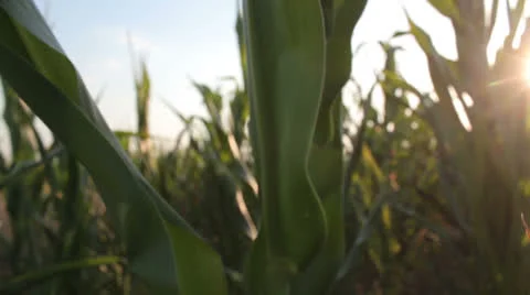 Corn field [glidecam] _18 Stock Footage 27049151