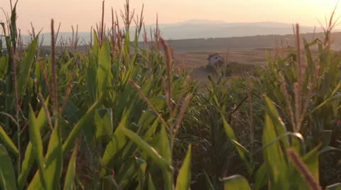 Corn field [glidecam] _2 Stock Footage 26975274