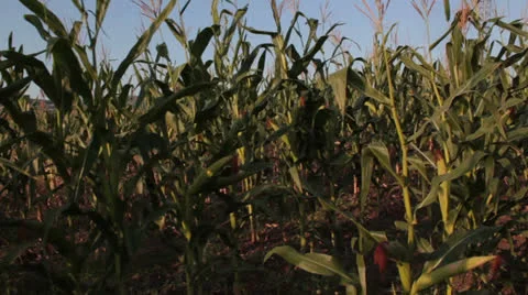 Corn field [glidecam] _23 Stock Footage 27100620