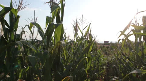Corn field [glidecam] _26 Stock Footage 27112598
