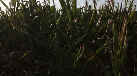 Corn field [glidecam] _29 Stock Footage 27140689
