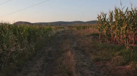 Corn field [glidecam] _3 Video stock 26990739