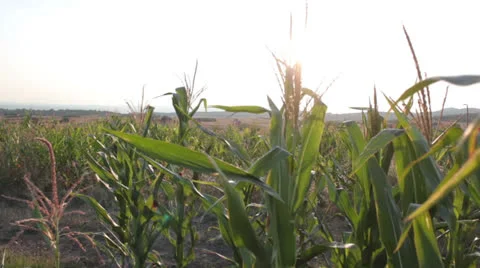 Corn field [glidecam] _8 Stock Footage 27036145