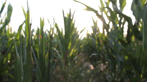 Corn field [glidecam] _9 Stock Footage 27038956