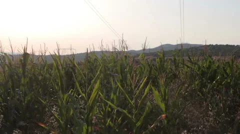 Corn field [glidecam] _99 Stock Footage 27082841