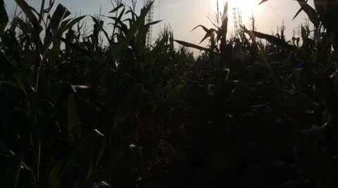 Corn field [glidecam] evening Stock Footage 27094195