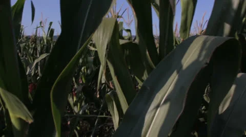 Corn field [glidecam look around] Stock Footage 27141103