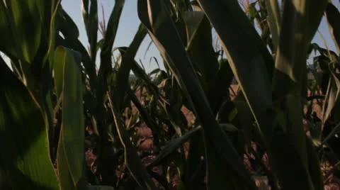 Corn field [glidecam pannning] Stock Footage 27110496