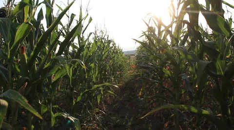 Corn field [glidecam running] Stock Footage 27088420