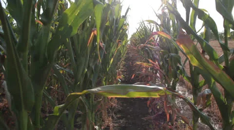 Corn field [glidecam tunnel] Stock Footage 27144950