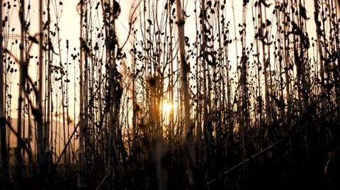 Corn field grass. sunset background. blurry blurred. nature agriculture Stock Footage 37123680