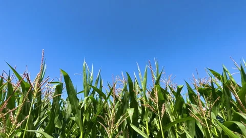 Corn field of green corn stalks and tassels and blue sky. Agricultural concept Stock Footage 249023515