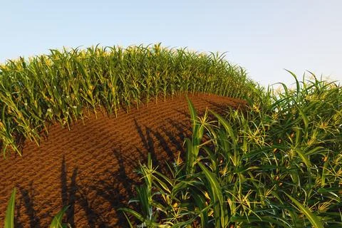 Corn field of green corn stalks and tassels, aerial drone photo above corn .. Stock Illustration
