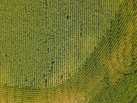 Corn field Green Knit Textile in Close Up Photography Stock Photos