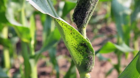 Infested Stock Video Footage | Royalty Free Infested Videos | Pond5