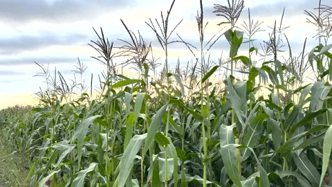 Corn field green with young cobs Stock Footage 285149111