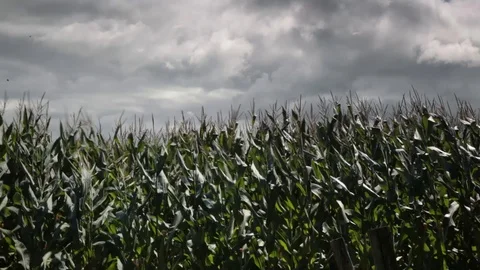 Corn field with grey sky Stock Footage 113094988