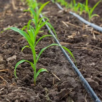 Corn field growing with drip irrigation system. Stock Photos