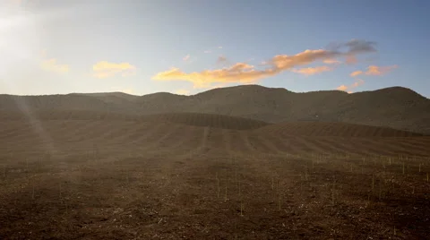 Corn Field Growing Stock-Footage 57711158