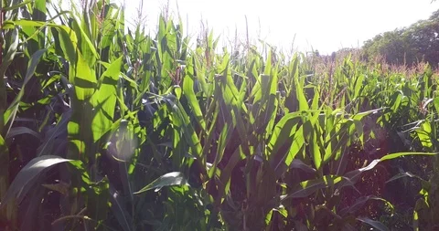 Corn field growing Stock Footage 109997354