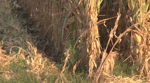 Corn Field Harvest Stock Footage 42525470