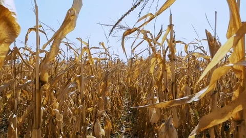 Corn field before the harvest Stock Footage 80048750