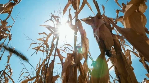 Corn field before the harvest Stock Footage 80048862