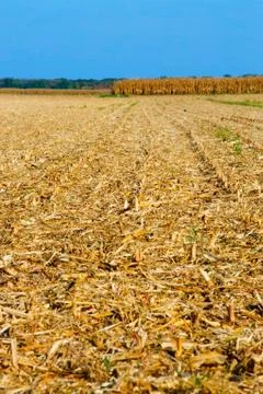 Corn field in harvest Stock Photos
