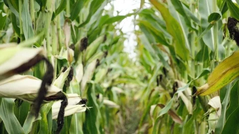 Corn field before harvest. Ripe corn cobs in row. Detail view submerged corn. Видео 80657216