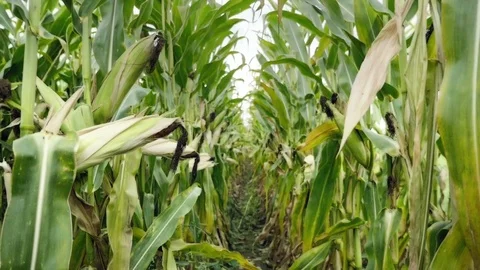 Corn field before harvest. Ripe corn cobs in row. Detail view submerged corn. Видео 80684670