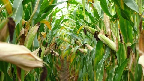 Corn field before harvest. Ripe corn cobs in row. Detail view submerged corn. Stock Footage 80727099