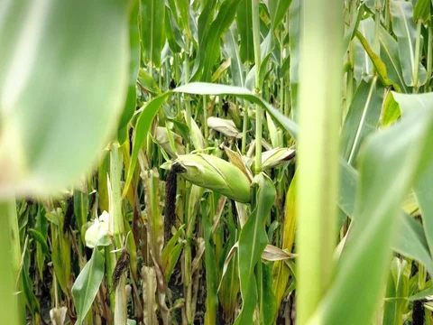 Corn field before harvest. Ripe corn cobs in row. Detail view between corn. Vídeos de archivo 80862958