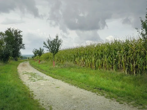 Corn field before harvest. Ripe corn cobs in row. Corn field with countryside. Stock Footage 80863078
