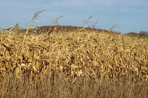 A corn field at harvest time Stock Photos