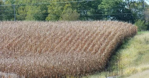 Corn Field at Harvest Time - Rows - 4k Stock Footage 68561499