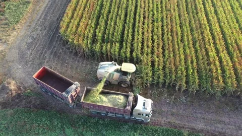 Corn field harvested by a combine Stock Footage 166513547