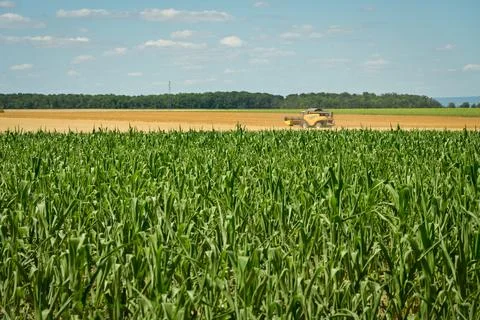 Corn field with a harvester machine in background Stock Photos