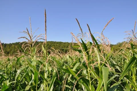 Corn field before harvesting Stock Photos