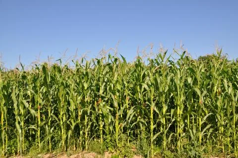 Corn field before harvesting Stock Photos
