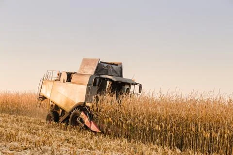Corn field harvesting at sunset Foto stock