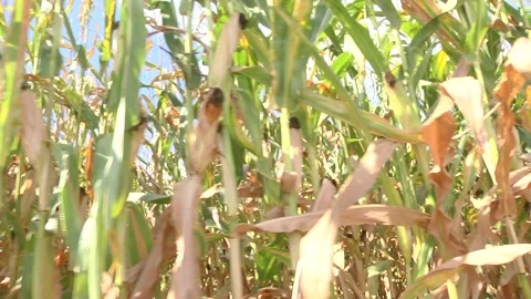 Corn field have flowers crane view sun light in the morning. Video stock 116010948