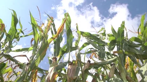 Corn field have flowers crane view sun light in the morning. Stock Footage 116010951